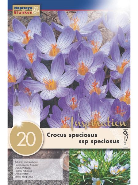 Crocus d'automne