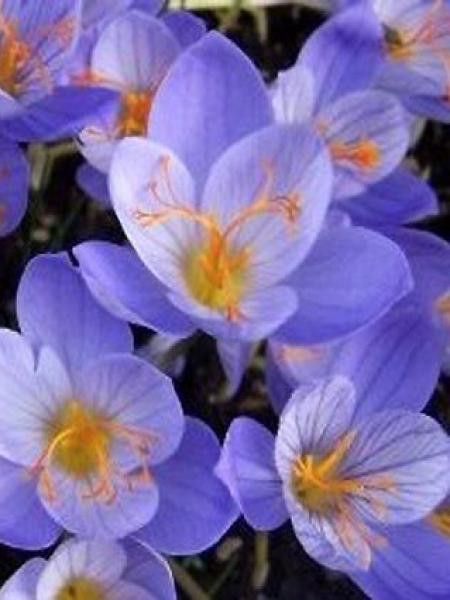 Crocus speciosus 'Conqueror'