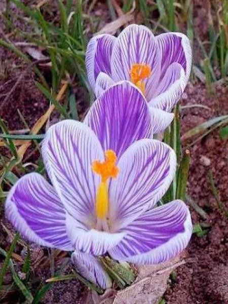 Crocus  'Striped'