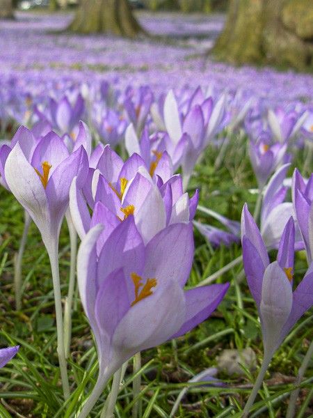 Crocus tommasinianus
