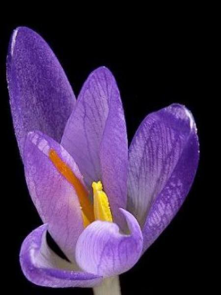 Crocus  'Venus'