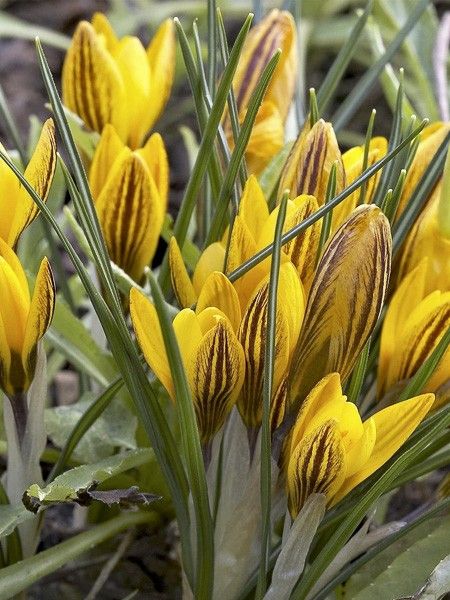 Crocus 'Zwanenburg Bronze'