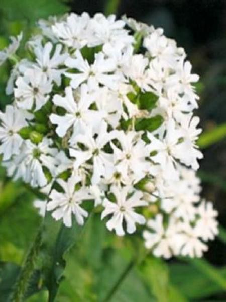 Croix de Malte 'Alba'