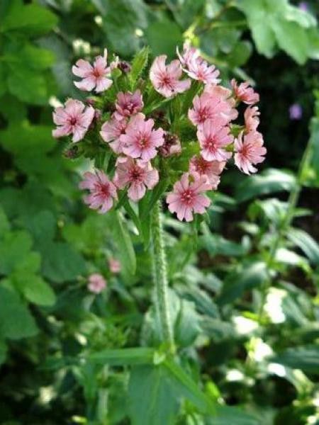 Croix de Malte 'Carnea'