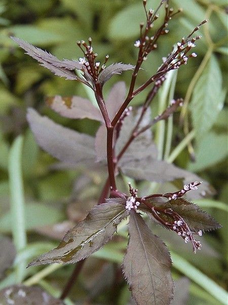 Cryptotaenia 'Atropurpurea'