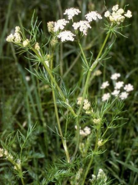 Cumin des près, Anis des Vosges