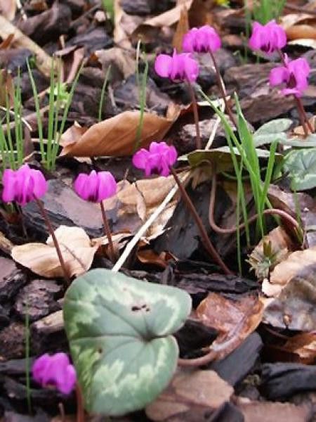 Cyclamen de Naples 'Perlen Teppich'