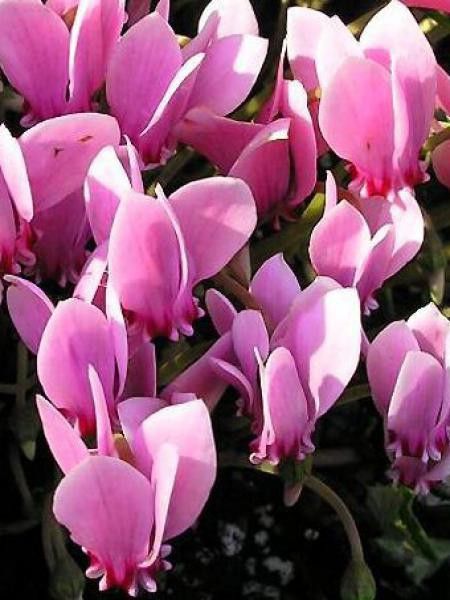 Cyclamen de Naples 'Rosen Teppich'