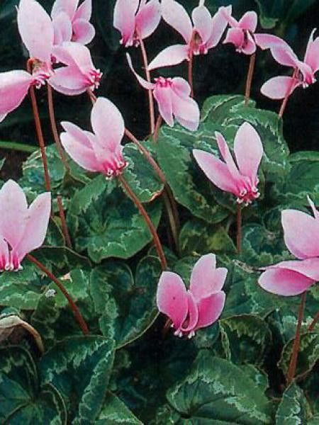 Cyclamen de Naples