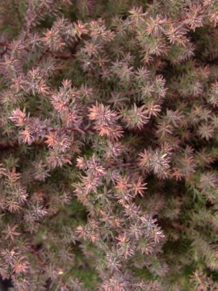 Cyprès blanc de l'Atlantique 'Red Star'