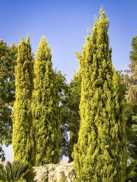 Cyprès d'Italie, de Provence doré