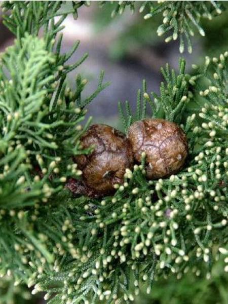 Cyprès d'Italie, de Provence 'Stricta'