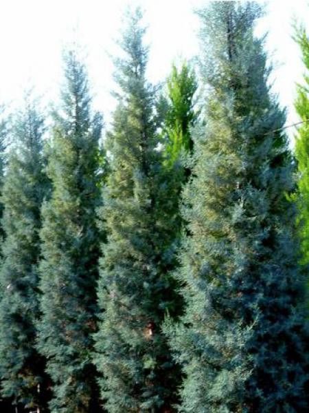 Cyprès de l'Arizona fastigié