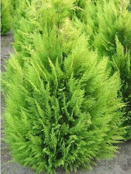 Cyprès de Lawson 'Alumigold'