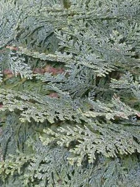 Cyprès de Lawson 'Alumii'