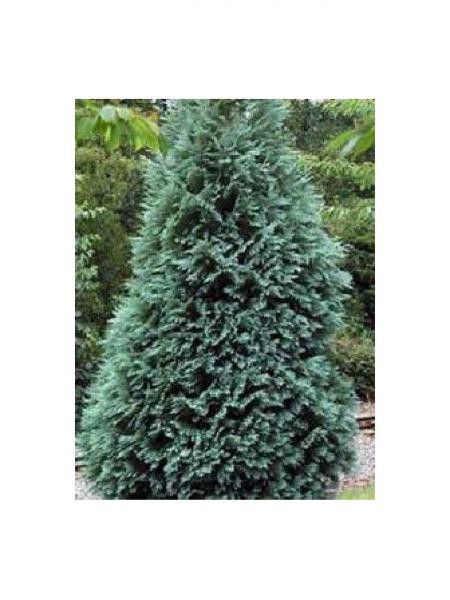 Cyprès de Lawson 'Alumii Magnifica'