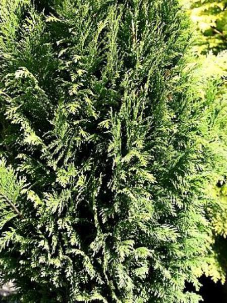 Cyprès de Lawson 'Ellwood's Empire'