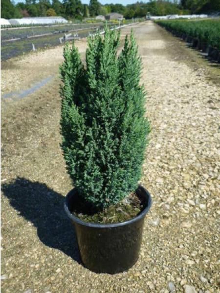 Cyprès de Lawson 'Ellwood's Pillar® 'Flolar''