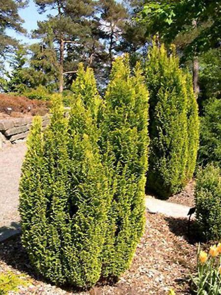 Cyprès de Lawson 'Elwood's Gold'