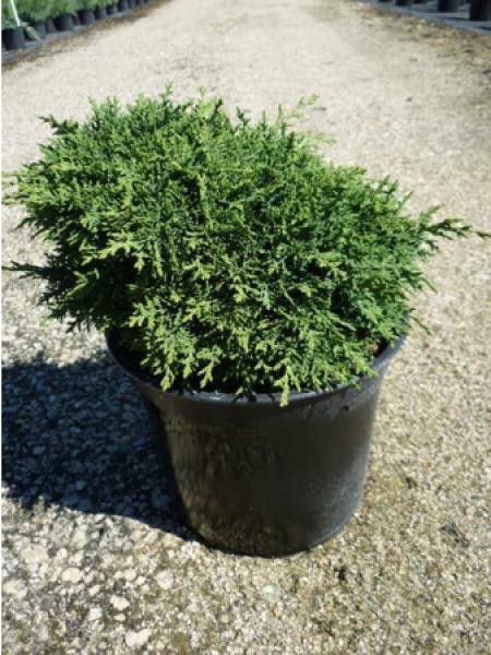 Cyprès de Lawson 'Forsteckensis'