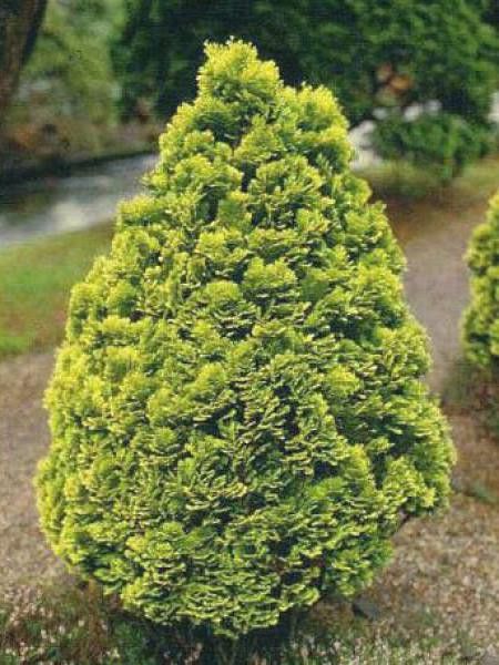 Cyprès de Lawson 'Minima Aurea'