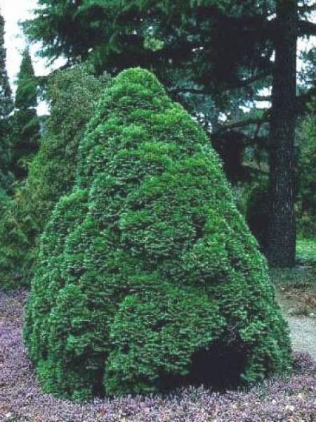Cyprès de Lawson 'Minima Glauca'