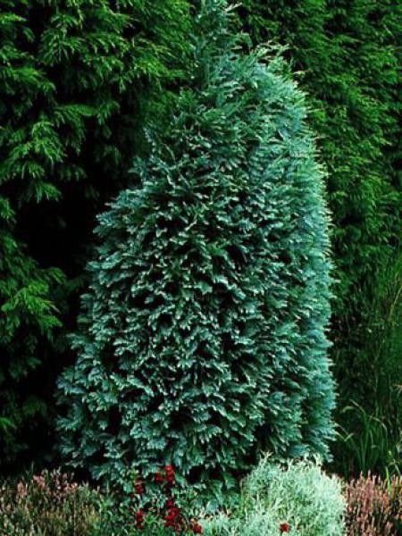 Cyprès de Lawson 'Pembury Blue'