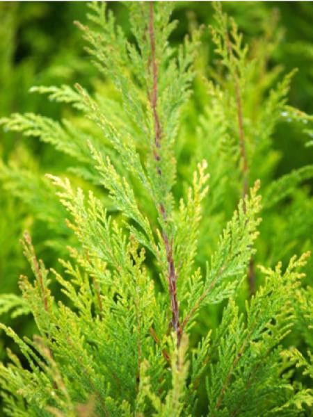 Cyprès de Lawson 'Pottenii'