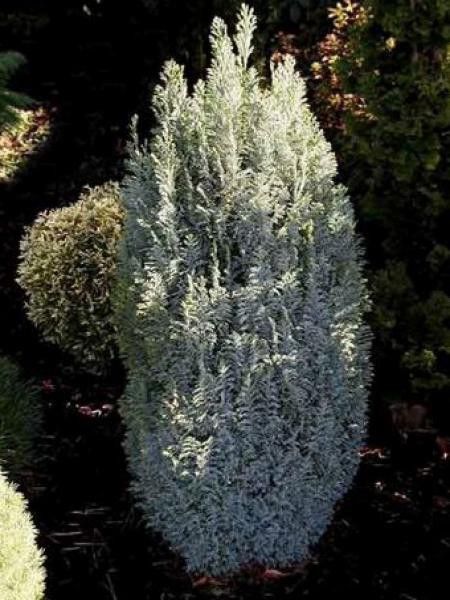 Cyprès de Lawson 'Snow White'