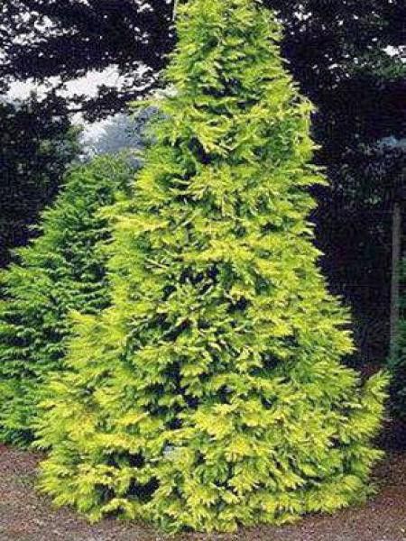 Cyprès de Lawson 'Stardust'