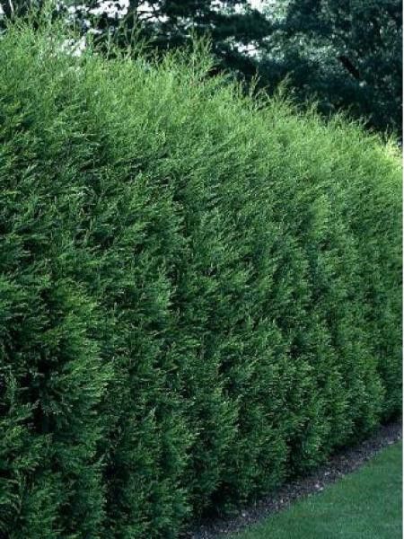 Cyprès de Leyland '2001'