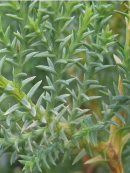 Cyprès de Leyland 'Blue Jeans'