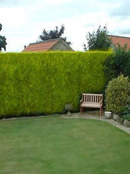 Cyprès de Leyland 'Castlewellan Gold'