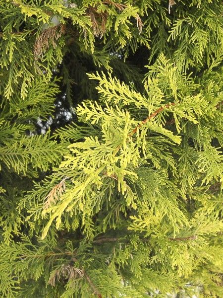Cyprès de Leyland 'Excalibur Gold'