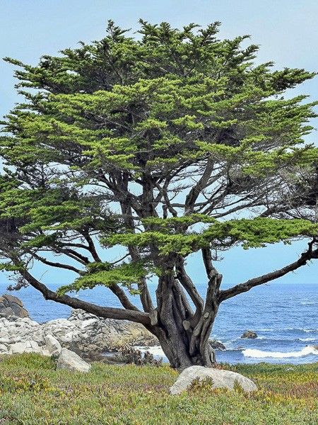 Cyprès de Monterey, Cyprès de Lambert