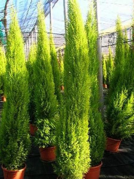 Cyprès de Monterey 'Wilma'