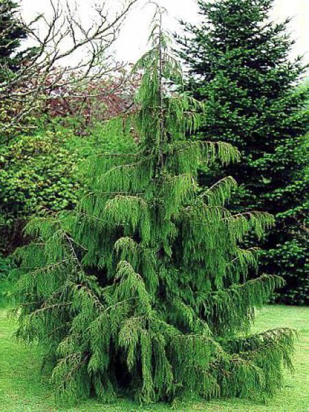Cyprès de Nootkta 'Pendula'