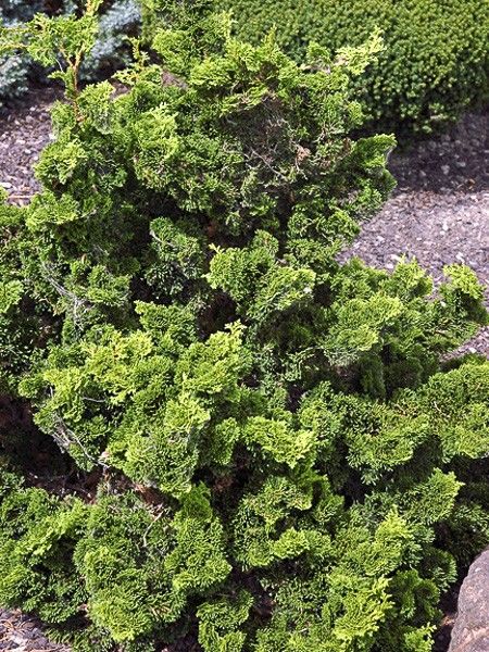 Cyprès hinoki du Japon 'Contorta'