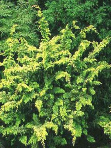 Cyprès hinoki du Japon 'Fernspray Gold'