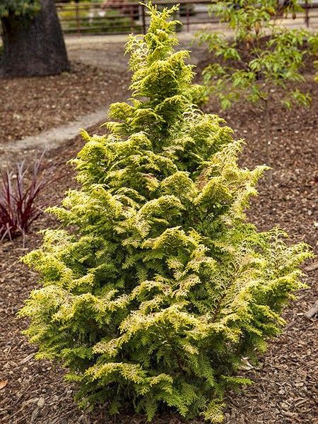 Cyprès hinoki du Japon 'Melody'
