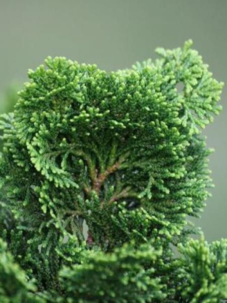 Cyprès hinoki du Japon 'Nana Gracilis'