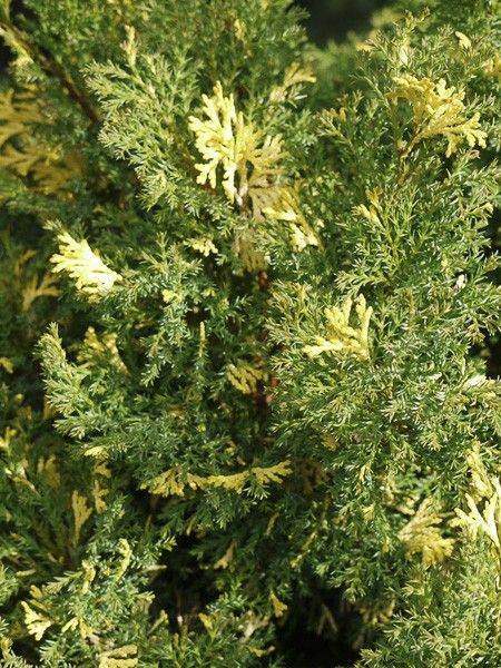 Cyprès hinoki du Japon 'Safron Spray'