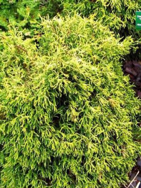 Cyprès hinoki du Japon 'Tsatsumi Gold'