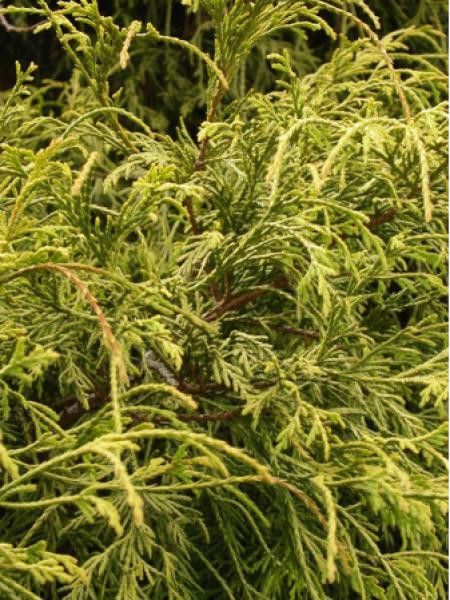 Cyprès Sawara 'Aurea Nana'