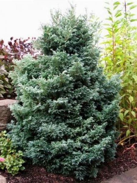 Cyprès Sawara 'Baby Blue'