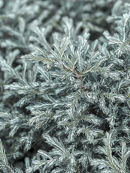 Cyprès Sawara 'Blue Moon'