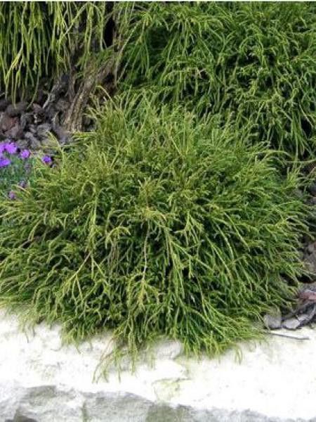 Cyprès Sawara 'Filifera Nana'