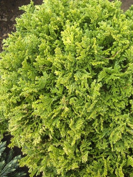 Cyprès Sawara 'Golden Pincushion'