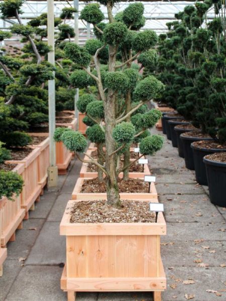 Cyprès Sawara 'Squarrosa Intermedia' - Taillé en nuage