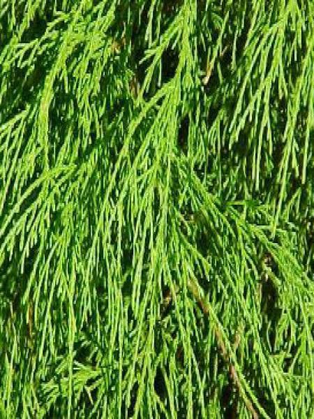 Cyprès Sawara 'Sungold'